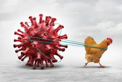 欧洲这波禽流感影响有多大