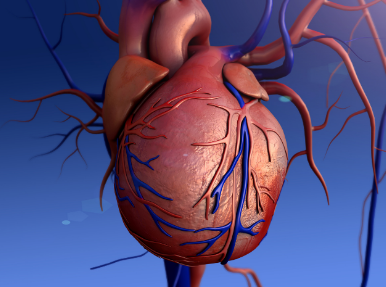 意大利新研究：修复迷走神经有助恢复心脏功能