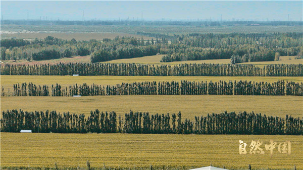 中国电视-《山水工程——中国生态保护修复》：看见山河复苏的新质动能