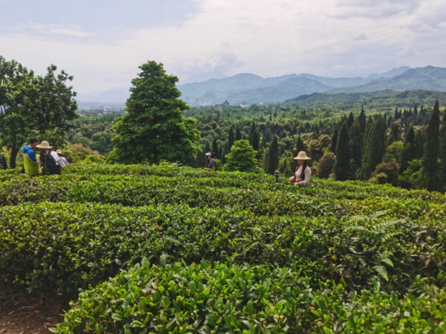 海外华文媒体走进都江堰茶溪谷沉浸式体验茶韵魅力