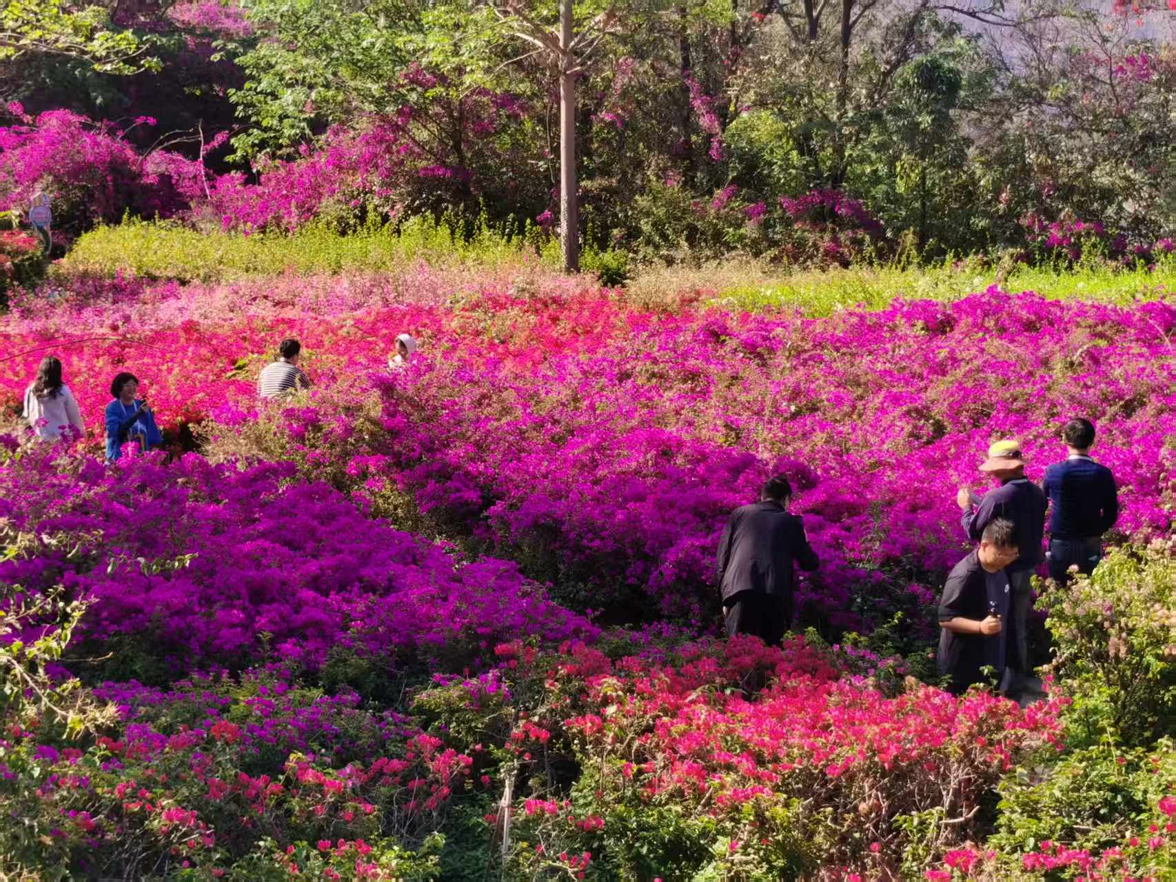 攀枝花的三角梅你一定要来看