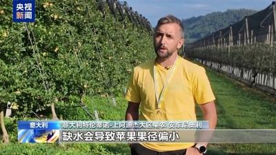 高温影响苹果采收 意大利农业面临气候挑战