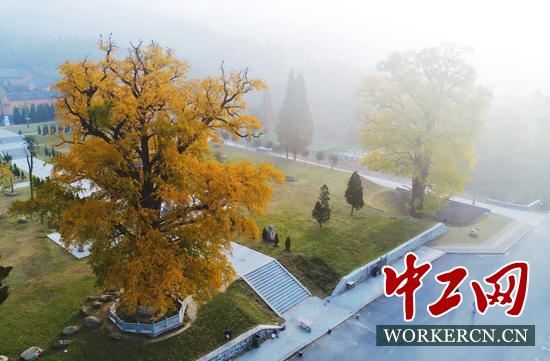 黄柏山法眼寺：千年银杏一树黄 深山古寺有人知