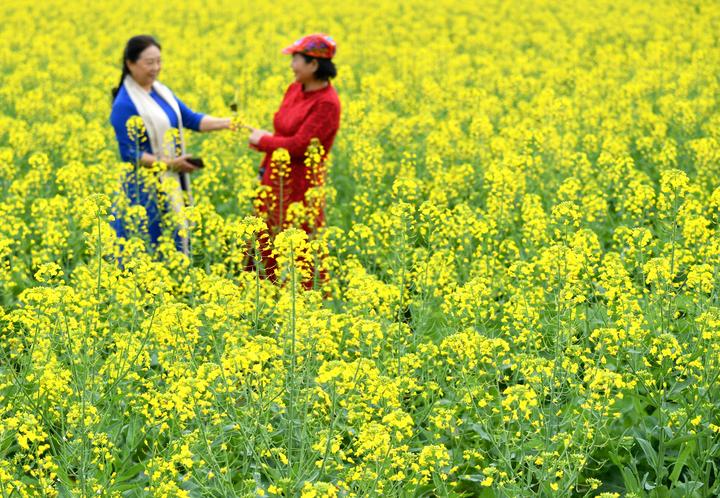 福州：油菜花开春光美