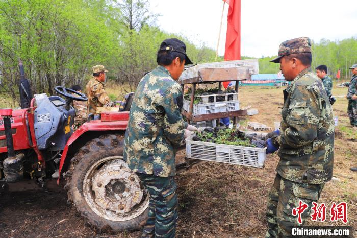 图为林业职工正在将苗木装车，运往造林场地。　张旭 摄