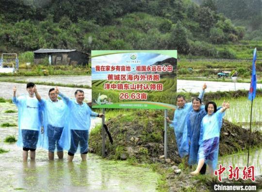 福建宁德：海内外侨胞认领“家乡良田”体验农耕乐趣