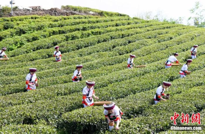 湖南张家界桑植县的白族村民在云上茶园桑植白茶银杏塔基地采摘白茶。<a target='_blank' href='http://www.chinanews.com/'>中新社</a>记者 杨华峰 摄