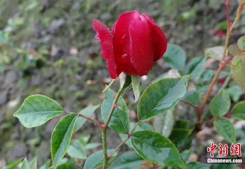 单瓣月季(Rosa chinensis var. spontanea)，月季花的原始种，威尔逊1910年在四川巴中发现并引种，经杂交后培育出现代玫瑰新品种。<a target='_blank' href='/'>中新社</a>发 高信芬 摄
