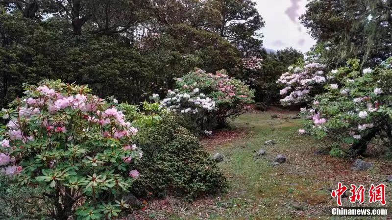 四川贡嘎山西坡海拔3400米的黄背栎(Quercus pannosa)林下，生长着贡嘎山杜鹃(Rhododendron gonggashanense)和亮叶杜娟(Rhododendron vernicosum)，把这里的森林装饰成为天然的花园。<a target='_blank' href='/'>中新社</a>发 周华明 摄