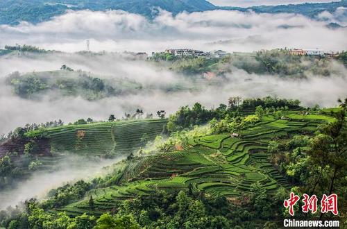 中国侨网福鼎茶山美景。　福鼎市委宣传部 供图