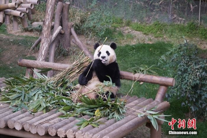 当地时间3月3日，旅韩大熊猫“福宝”在韩国三星爱宝乐园熊猫世界内吃竹子。<a target='_blank' href='/'>中新社</a>发 王刚 摄