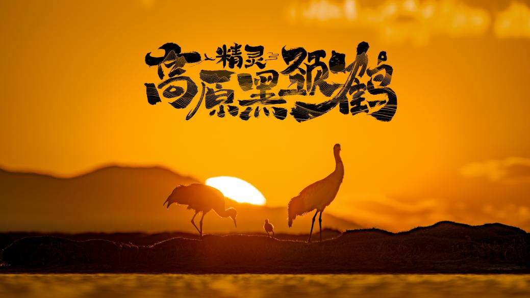 中国电视-《高原精灵黑颈鹤》  