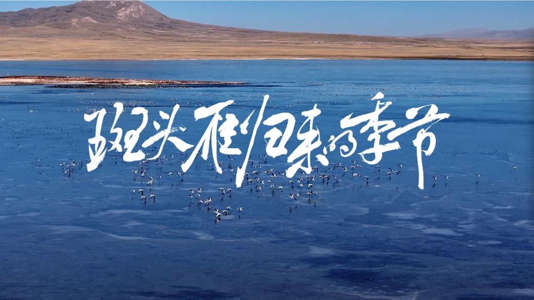 中国电视-《斑头雁归来的季节》